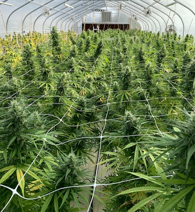 Oak Cliff Hemp Crop Before