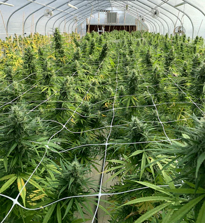 Oak Cliff Hemp Crop Before