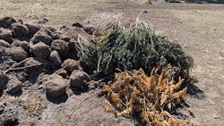 Oak Cliff Cultivators in Brady, Texas, lost its hemp crop after record-breaking temperatures and snow hit the state.