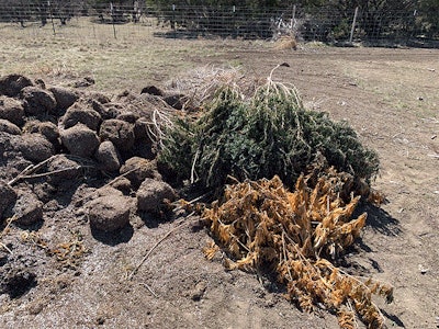 Oak Cliff Cultivators in Brady, Texas, lost its hemp crop after record-breaking temperatures and snow hit the state.