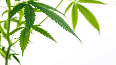 Oklahoma Medical Cannabis Statute