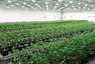 Rev Cultivation Fmt