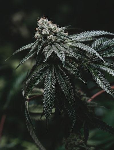 Rev Wedding Crasher Flower Fmt