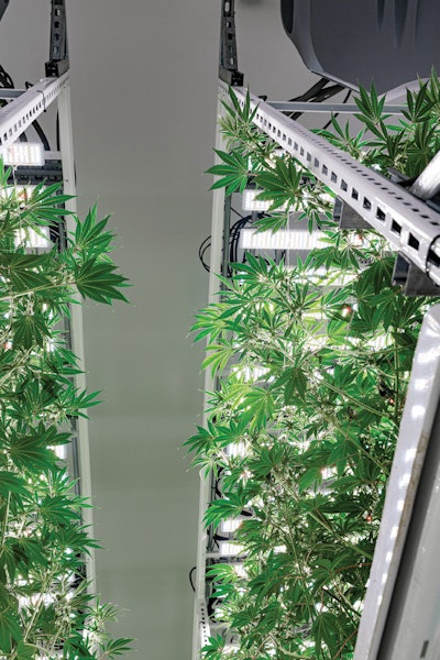 Rev Flowering 4 Weeks Fmt