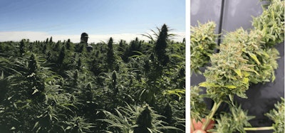 Seeds Fmt