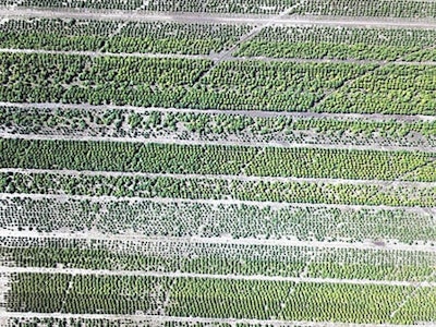 Sporobio Aerial
