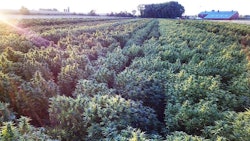SporoBio, a farm-to-table hemp company in Hastings, just southeast of Minneapolis, specializes in farming, consulting, processing and product development.