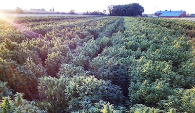 SporoBio, a farm-to-table hemp company in Hastings, just southeast of Minneapolis, specializes in farming, consulting, processing and product development.