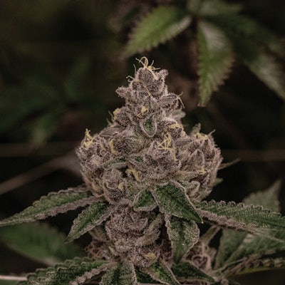 Tropicana Cookies Fmt