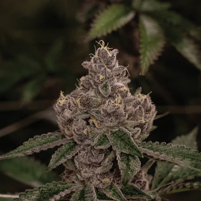 Tropicana Cookies Fmt