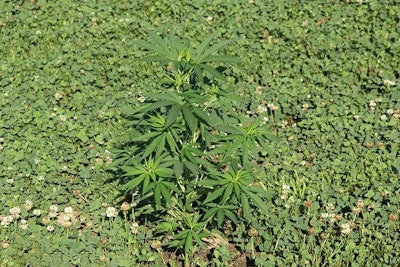 White Clover