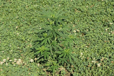 White Clover Img 1645 Fmt