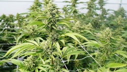 Wir Cannabis
