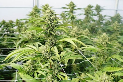Wir Cannabis