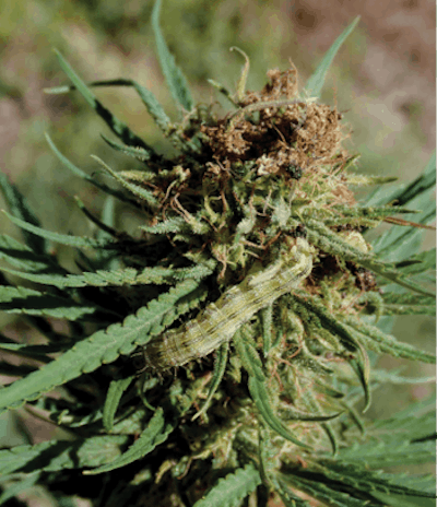 5576276 Corn Earworm On Hemp Plant Fmt