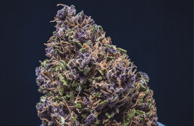 Adobe Stock 190431895 Fmt