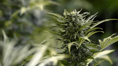 Cannabis