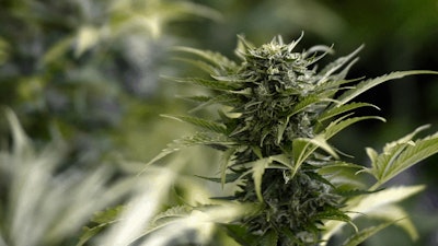 Cannabis