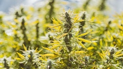 Cannabis Outdoor 1