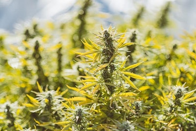 Cannabis Outdoor 1