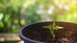 Cannabis Pot