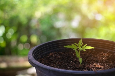 Cannabis Pot