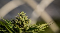 Cannabis Wir