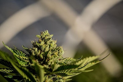 Cannabis Wir