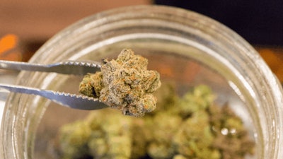 Cannabis1