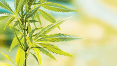 Hemp Plant