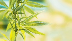 Hemp Plant