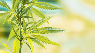 Hemp Plant