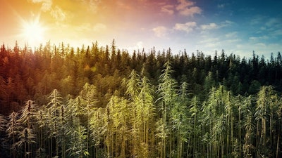 Hemp Field 1