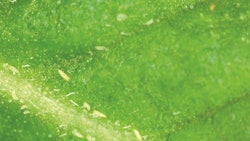 Hemprusset2