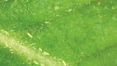 Hemprusset2