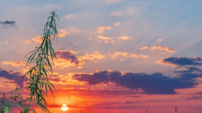 Idahohemp