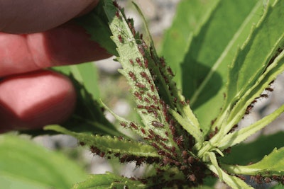 Many Weeds Serve As Alternate Hosts For Insects Such As Aphids Raymond Cloyd Ksu Fmt