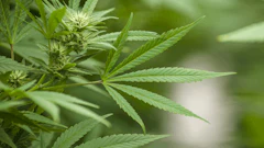cannabis plants