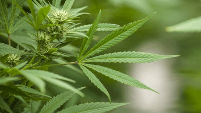 cannabis plants