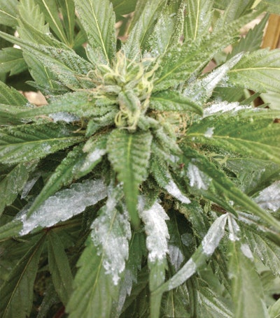 Powdery Mildew