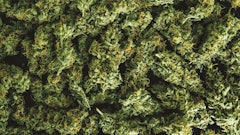 Terpenes