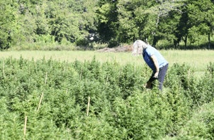 Tn Hemp Inspector Fmt