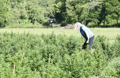 Tn Hemp Inspector Fmt