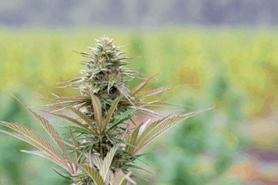 Tweedle Farm 091520 5378 Edited Fmt