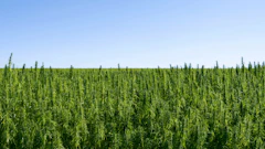 Hemp Farm
