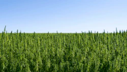 Hemp Farm