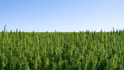 Hemp Farm