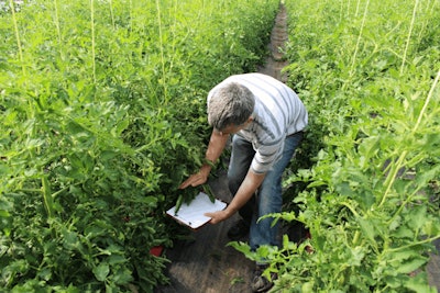 Using The Beat Method Helps To Detect Insect And Mite Pests Infestations Early Raymond Cloyd Fmt