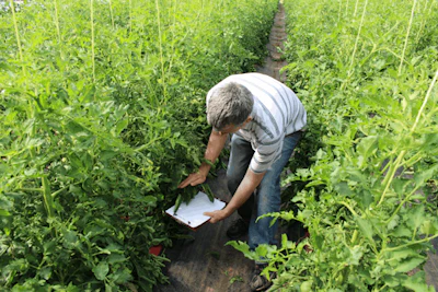 Using The Beat Method Helps To Detect Insect And Mite Pests Infestations Early Raymond Cloyd Fmt