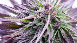 Week In Review Purple